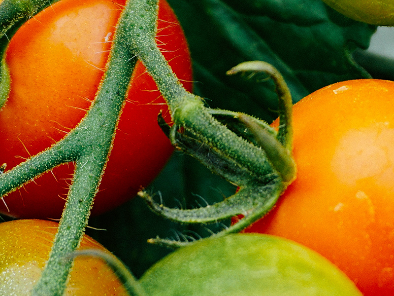 El tomate, rico en antioxidantes naturales