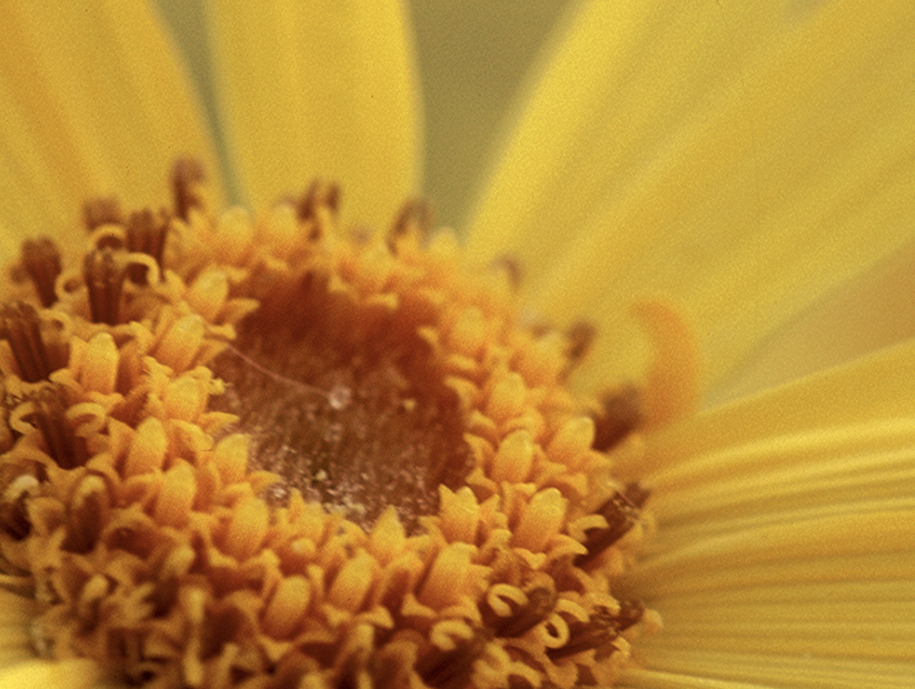 Arnica montana, el antiinflamatorio de la naturaleza