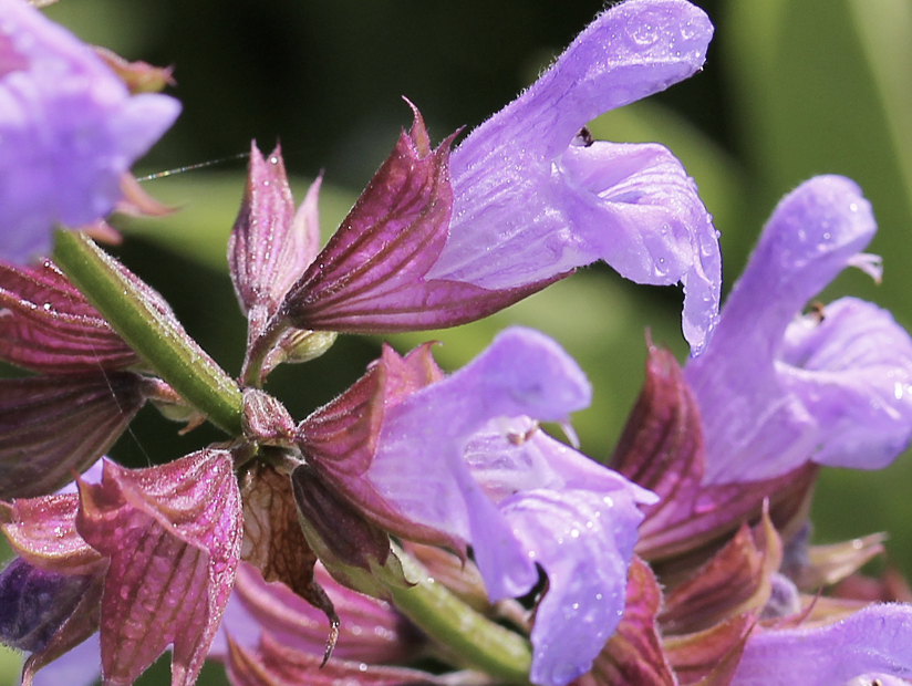 Beneficios de la Salvia officinalis para la salud