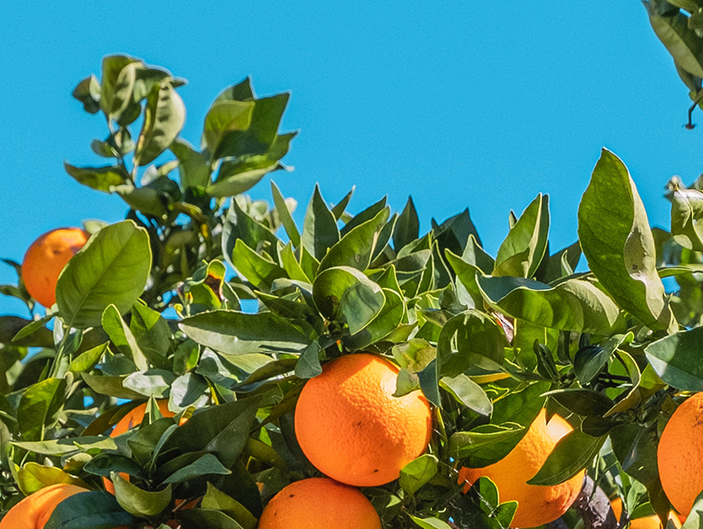 Beneficios de los antioxidantes de las frutas
