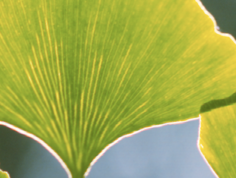 El Ginkgo biloba ayuda a retrasar el deterioro cognitivo