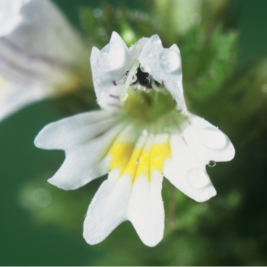 Eufrasia
