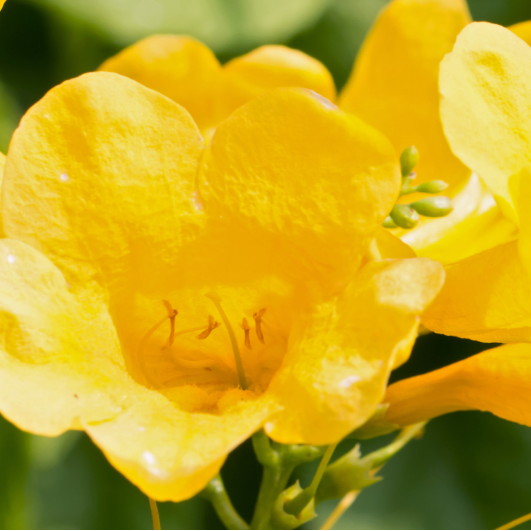 Jazmín amarillo