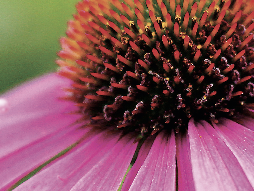 La echinacea ayuda a mantener la salud y las defensas