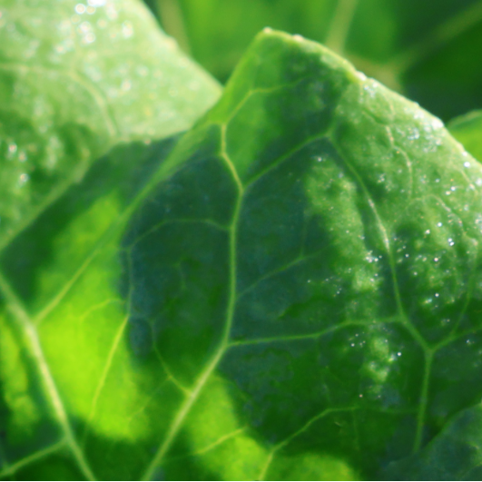 Lechuga