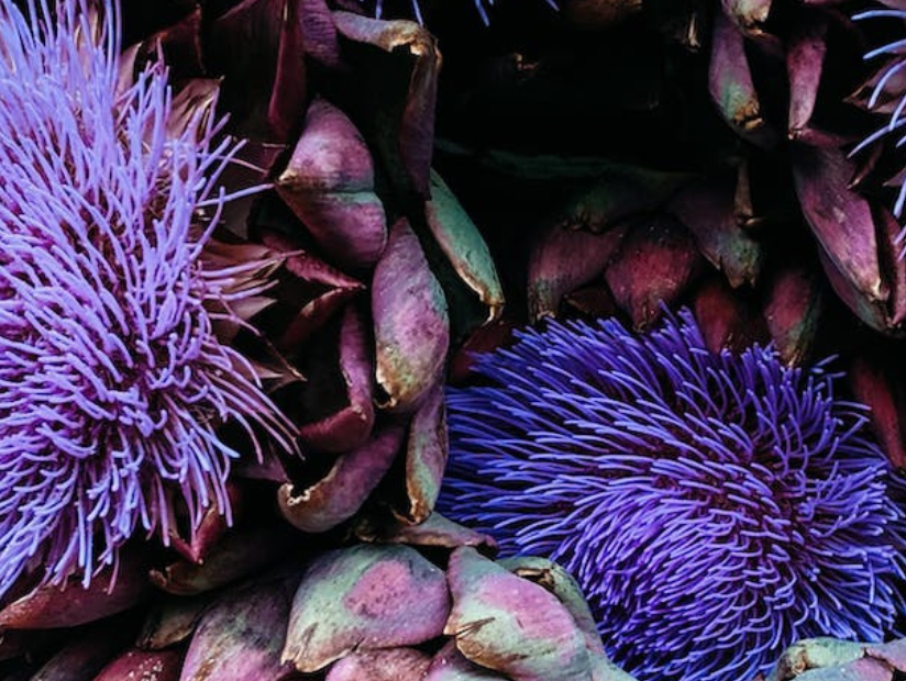 Plantas medicinales para aliviar molestias digestivas
