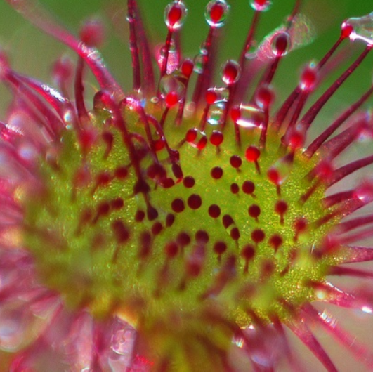 Drosera