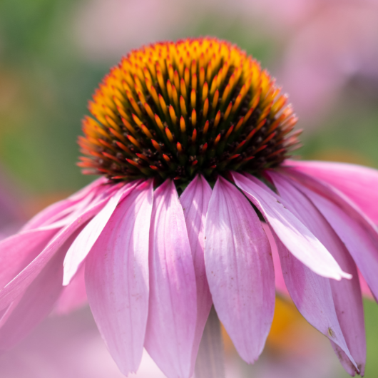 Echinacea purpurea
