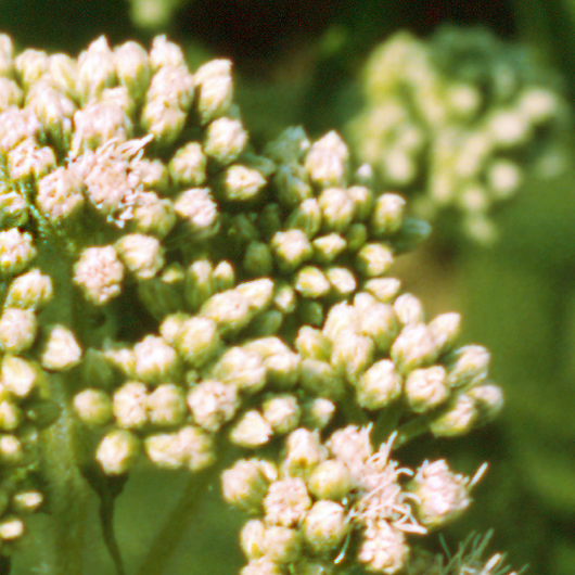 Eupatorio