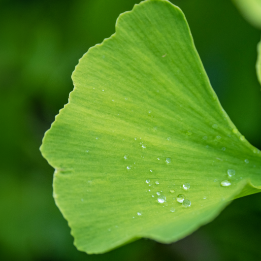 Ginkgo