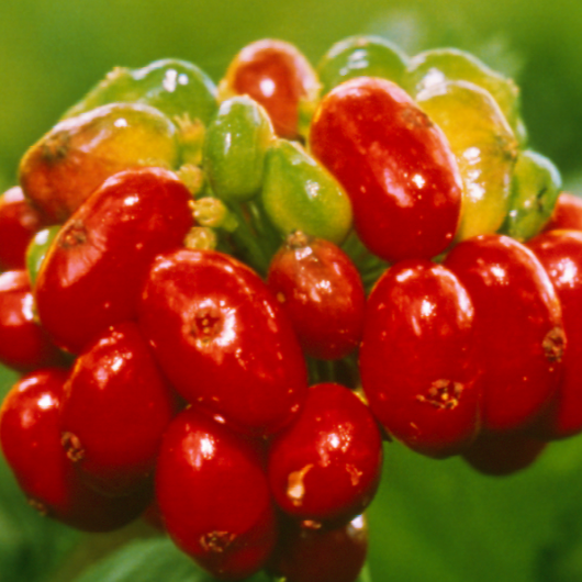 Ginseng