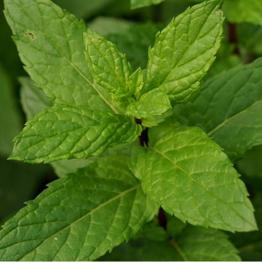 Menta