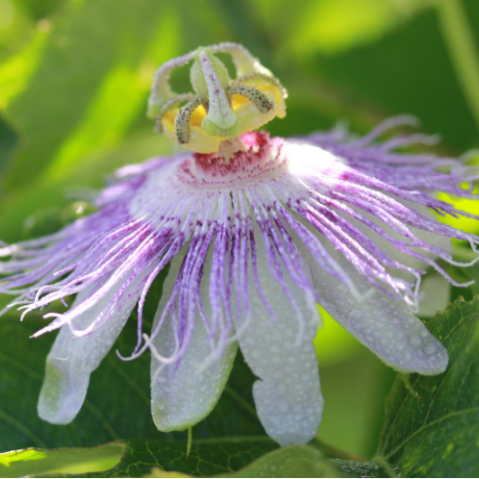 Pasiflora