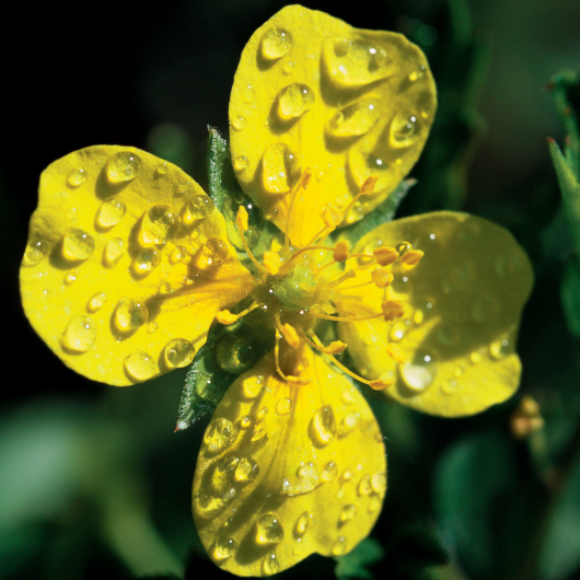 Potentilla