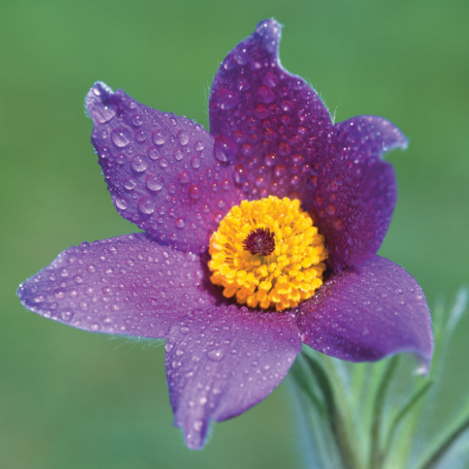 Pulsatilla