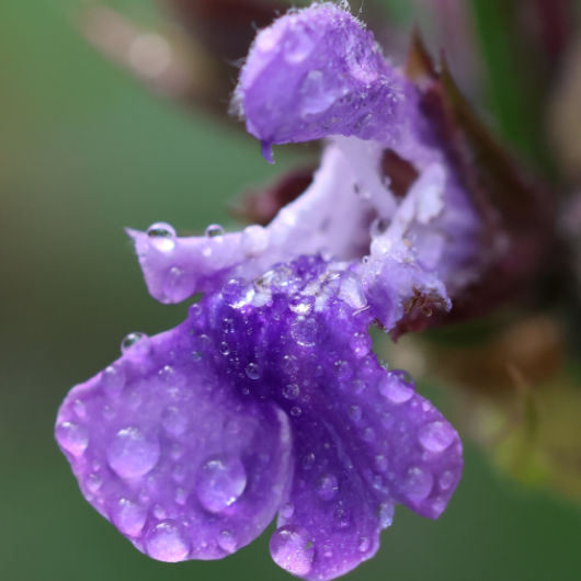 Salvia