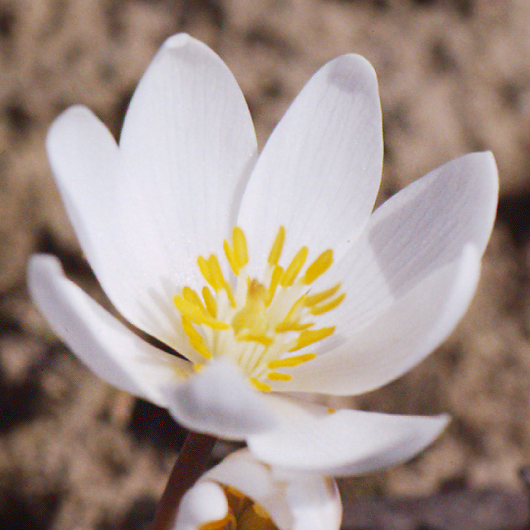 Sanguinaria