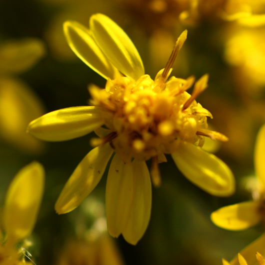 Solidago