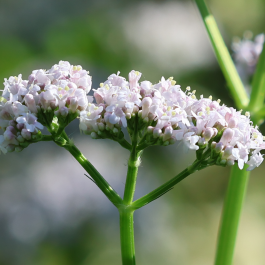Valeriana