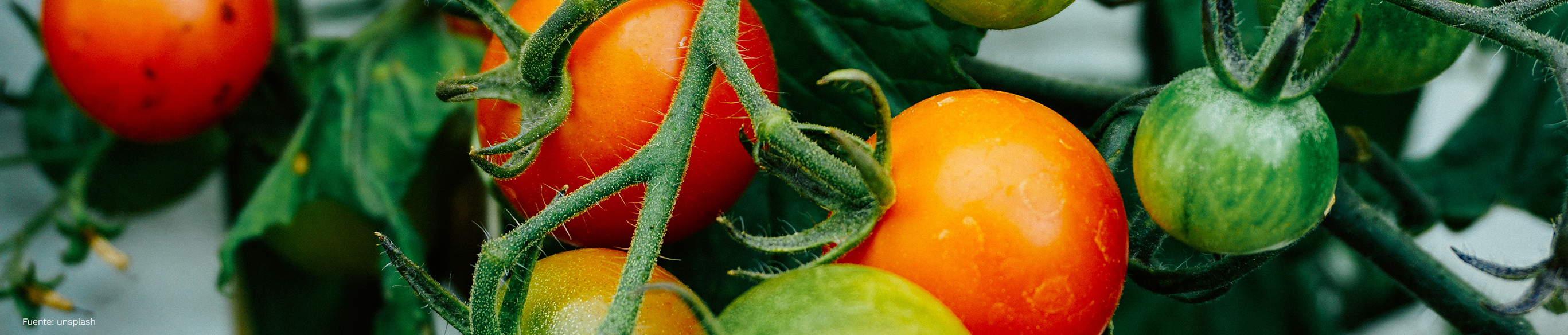 El tomate, rico en antioxidantes naturales