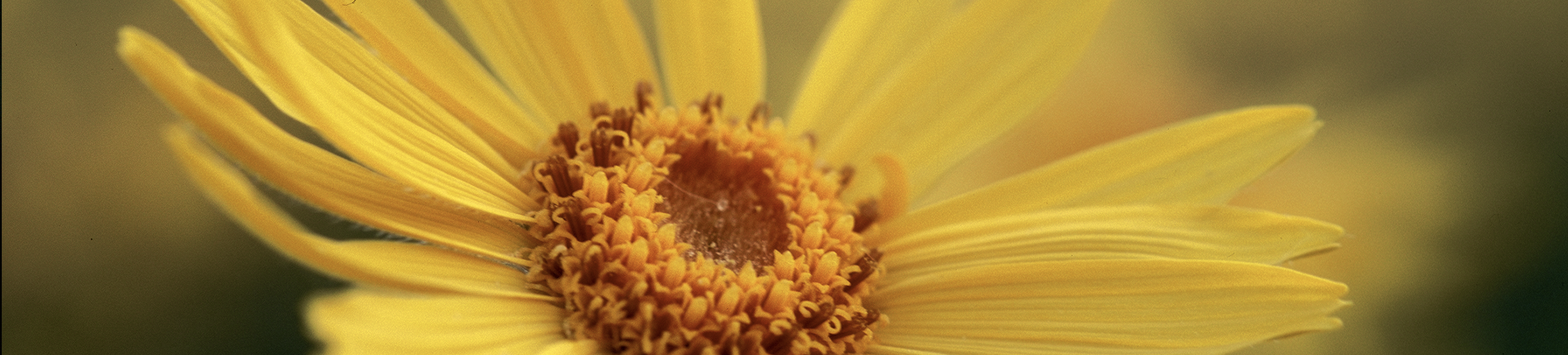 Arnica montana, el antiinflamatorio de la naturaleza