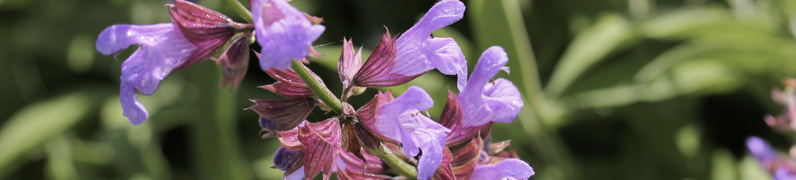 Beneficios de la Salvia officinalis para la salud