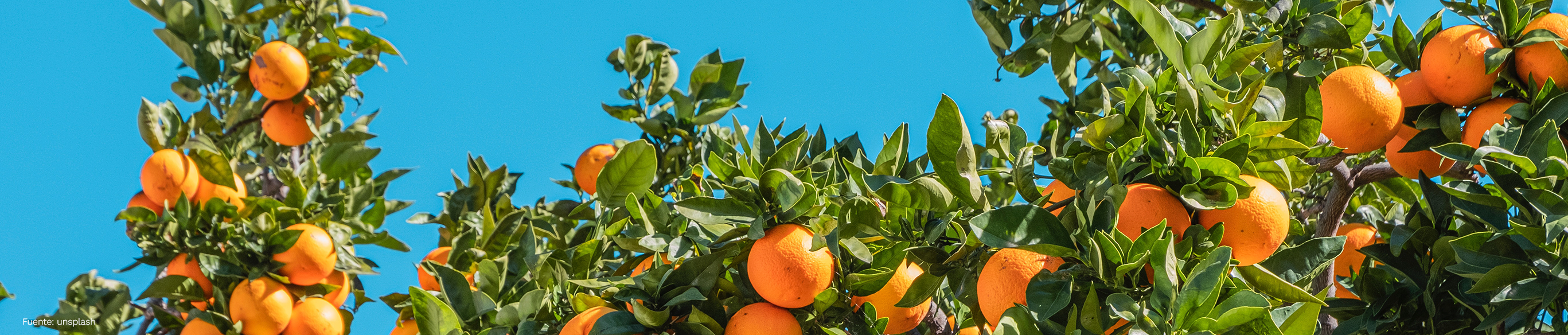 Beneficios de los antioxidantes de las frutas
