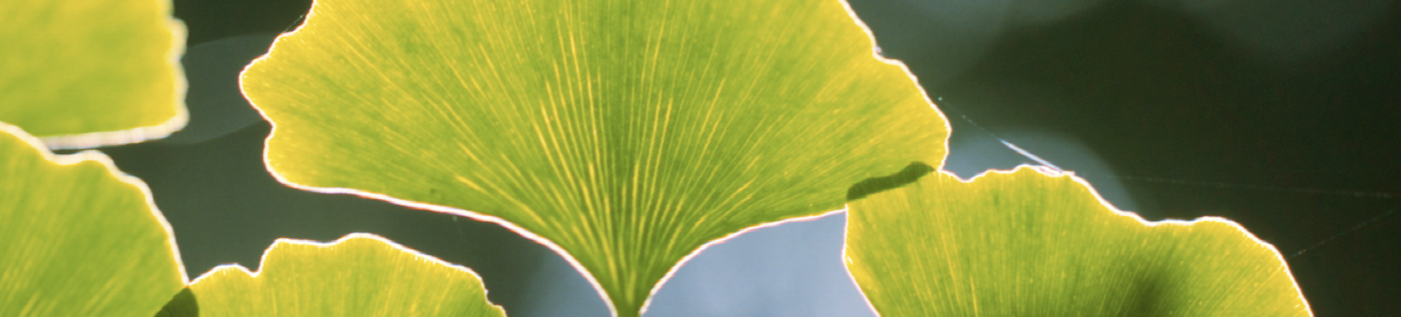 El Ginkgo biloba ayuda a retrasar el deterioro cognitivo