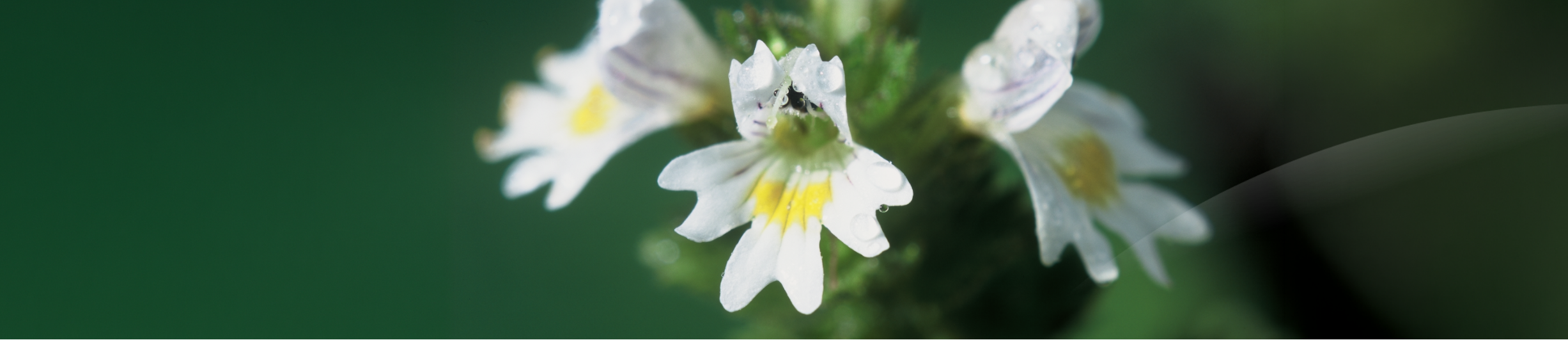 Eufrasia