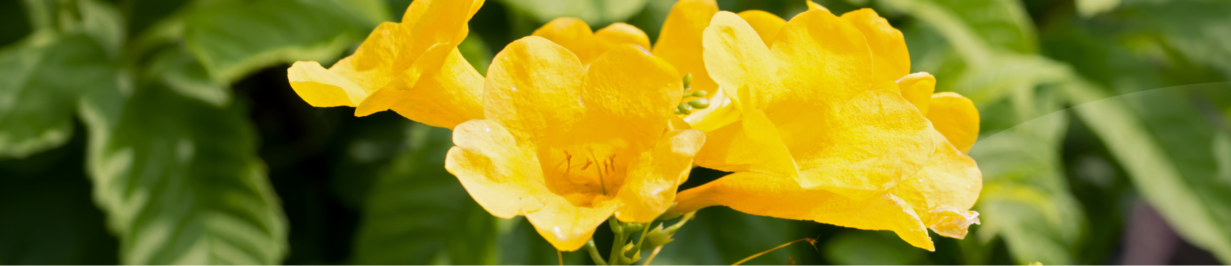 Jazmín amarillo