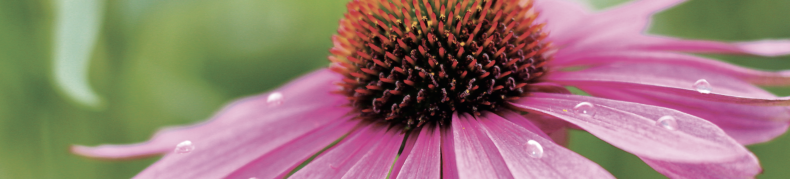 La echinacea ayuda a mantener la salud y las defensas