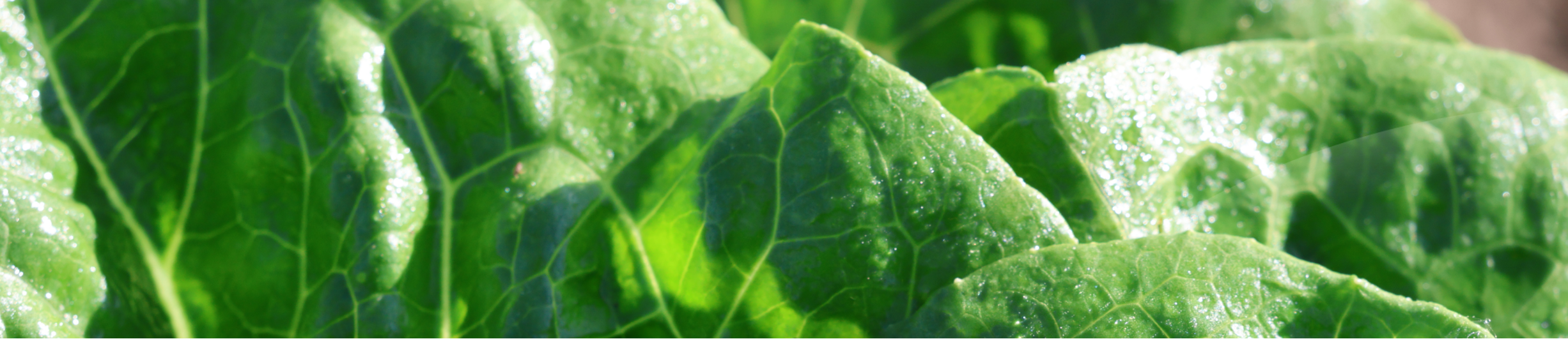 Lechuga