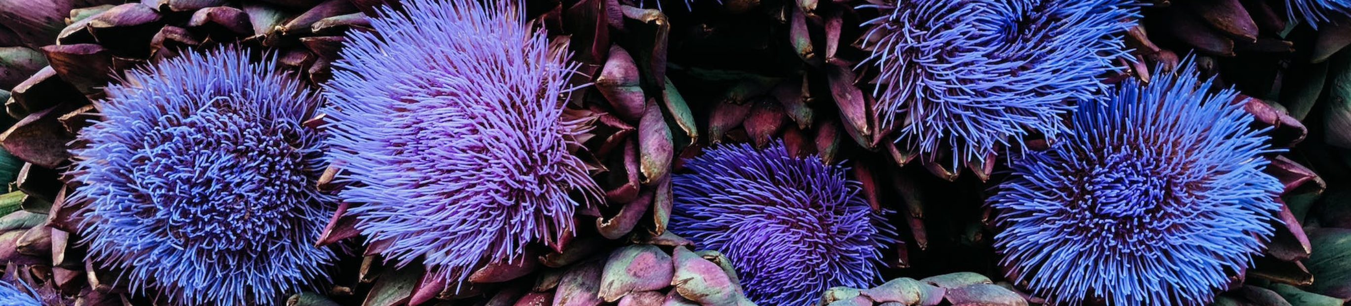 Plantas medicinales para aliviar molestias digestivas