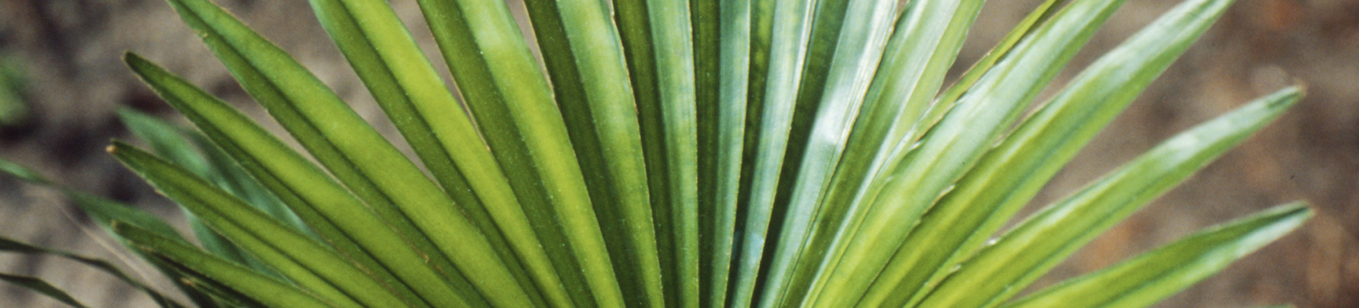 Sabal serrulata para la hiperplasia benigna de próstata