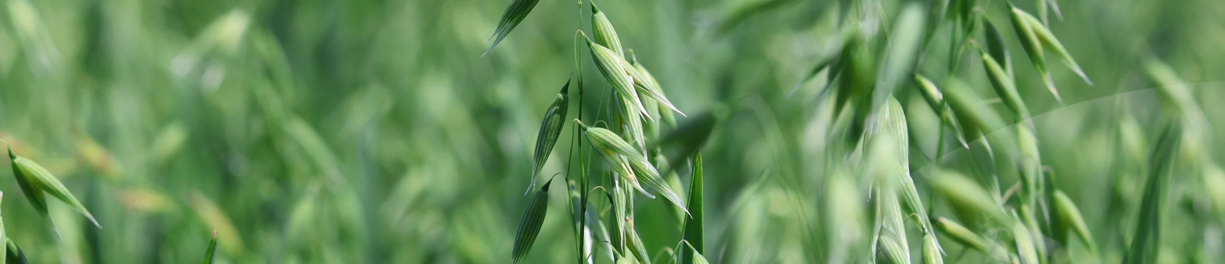 Avena