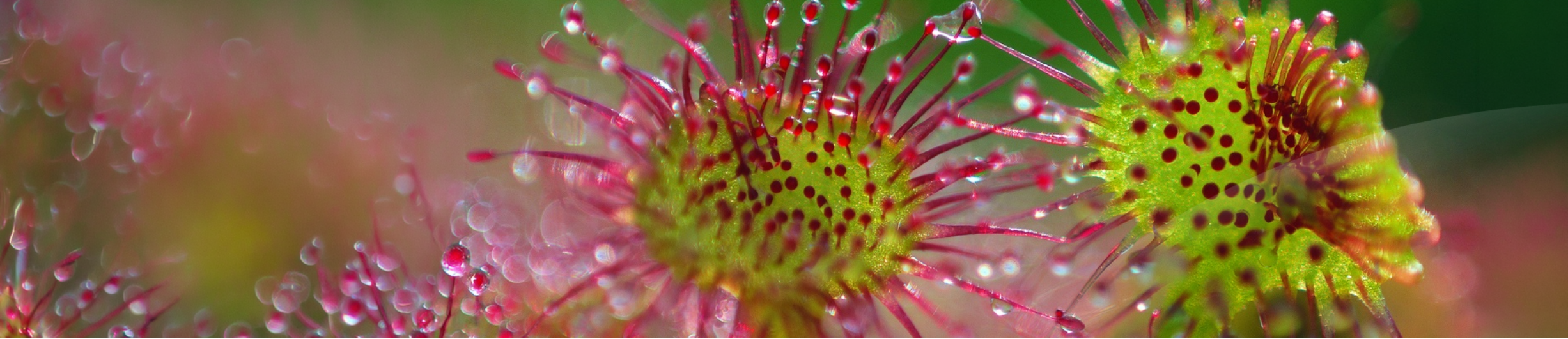 Drosera