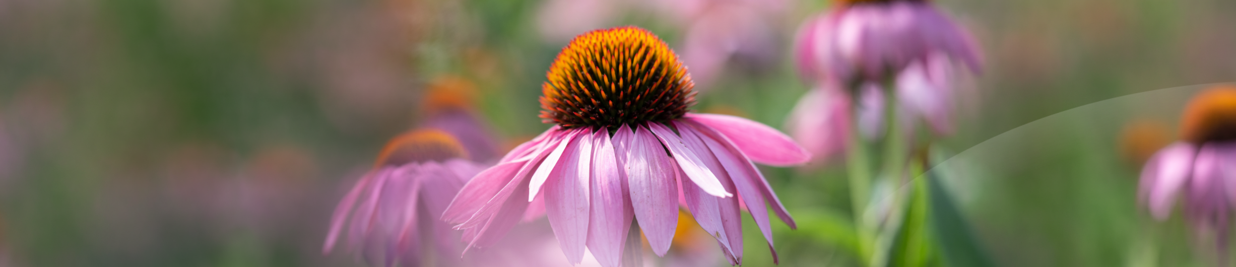 Echinacea purpurea