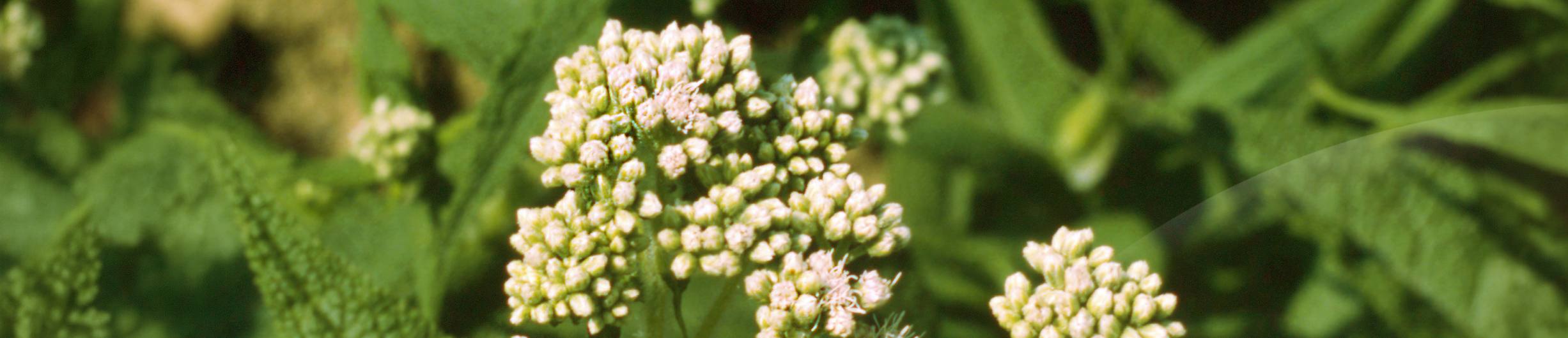 Eupatorio