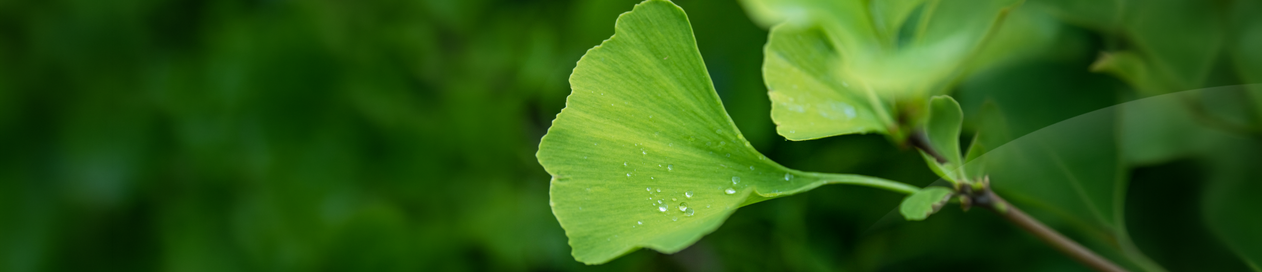 Ginkgo