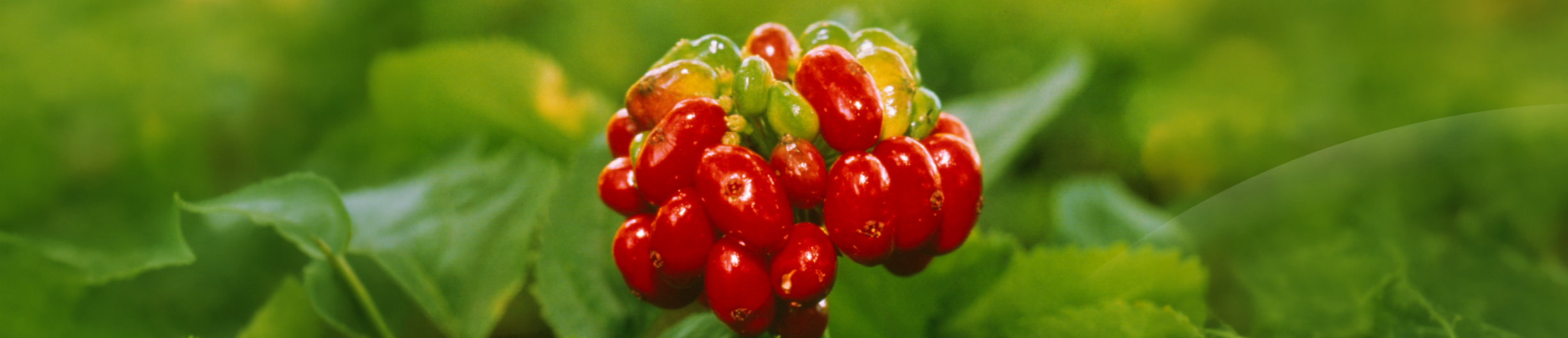 Ginseng
