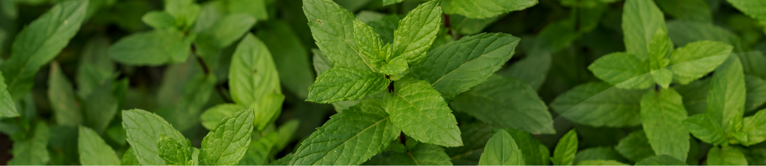 Menta
