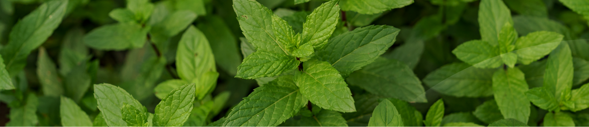 Menta