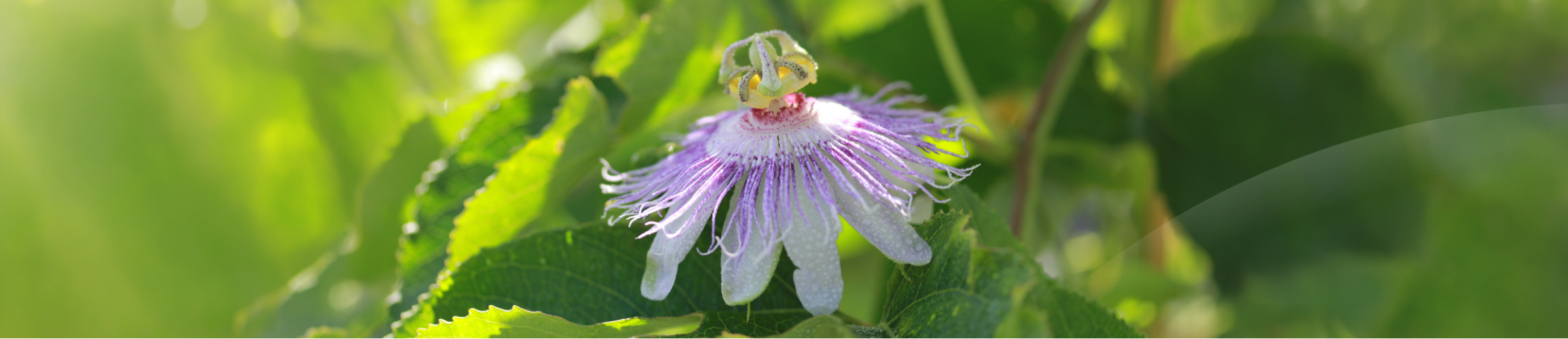 Pasiflora