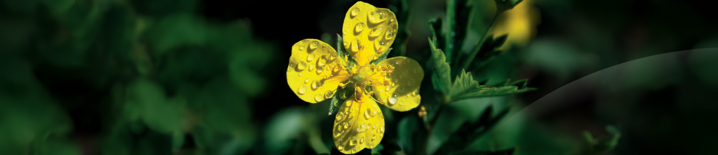 Potentilla
