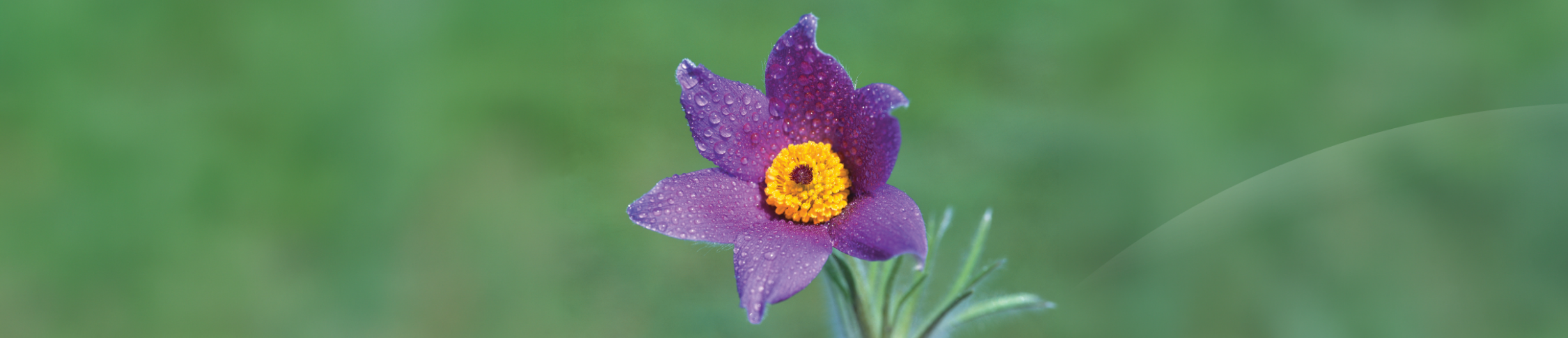 Pulsatilla