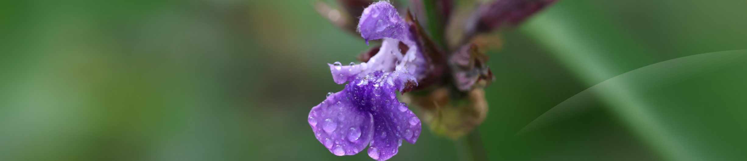 Salvia