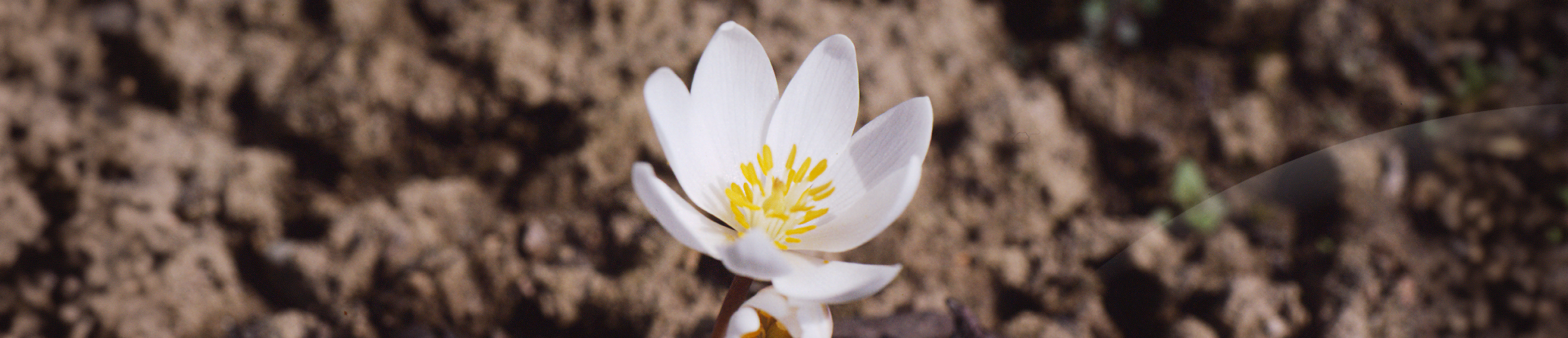 Sanguinaria