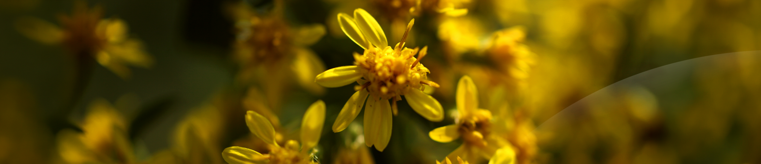 Solidago