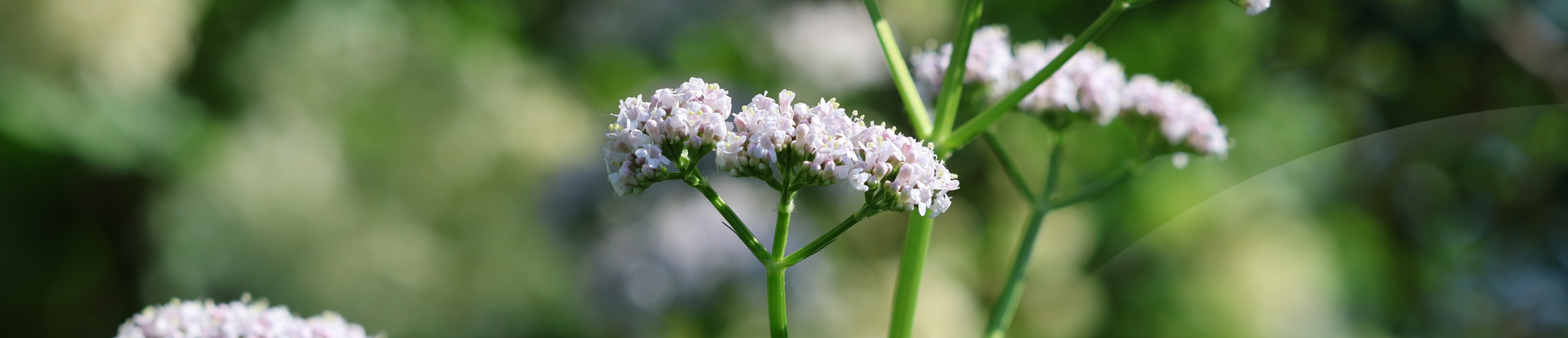 Valeriana