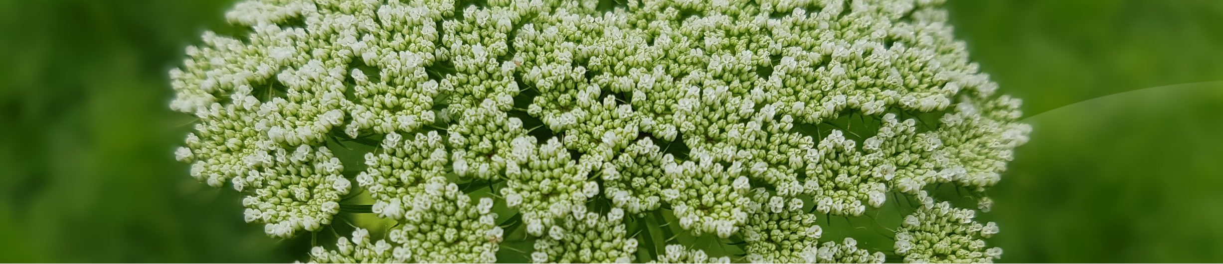 Viznaga